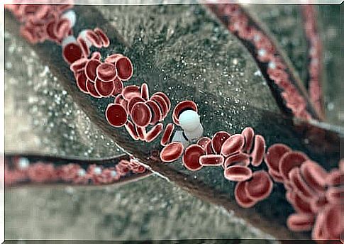 Blood under the microscope