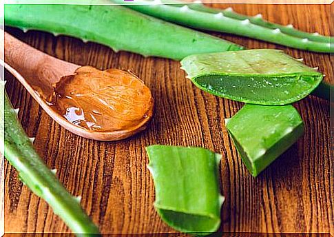 aloe vera leaves