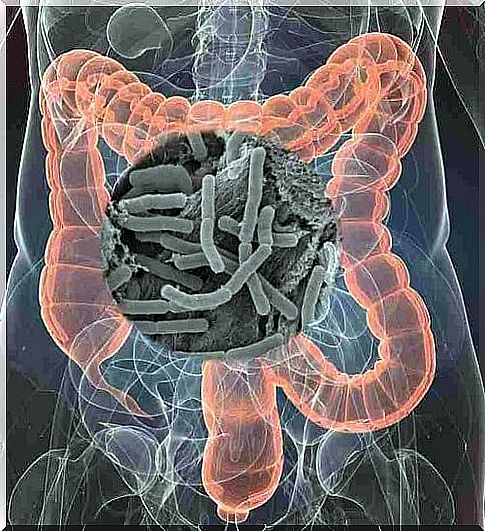 The intestinal flora protects health.