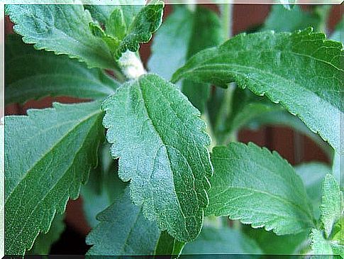 stevia plant 