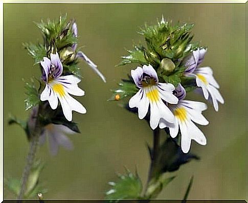 Euphrasia against the sty