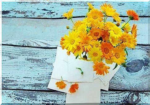 Marigold flowers to eliminate sty