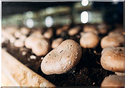 Grow champignon mushrooms at home