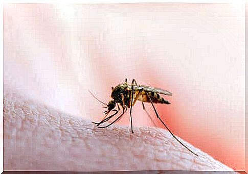 The sand fly is the vector of human leishmaniasis.