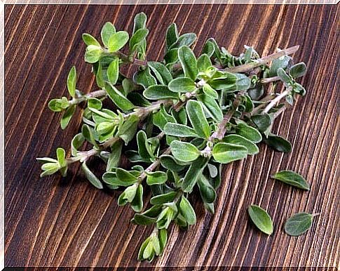 Marjoram: benefits and contraindications