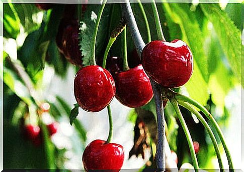 cherries are a natural source of melatonin