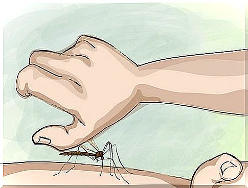 Mosquito bites: how to avoid them while sleeping