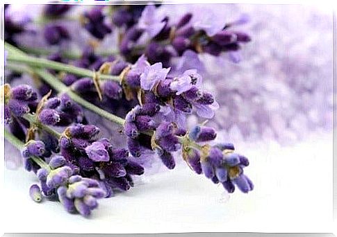 lavender relaxation