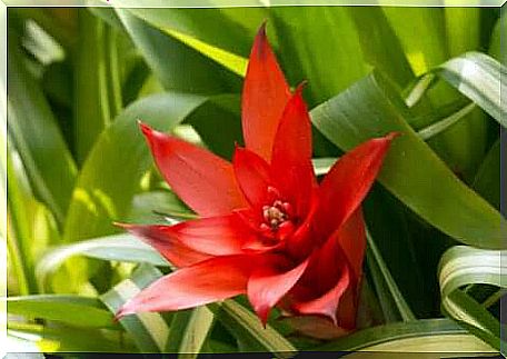 Guzmania flower.