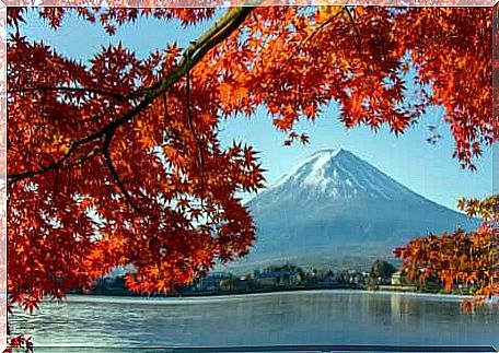 Mount Fuji and Japanese Maple.