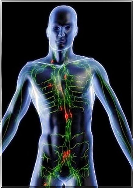 Purify the lymphatic system: herbal remedies