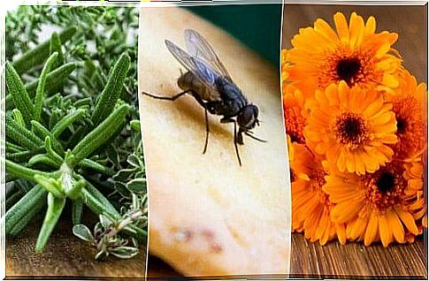 Get rid of flies with 6 natural remedies