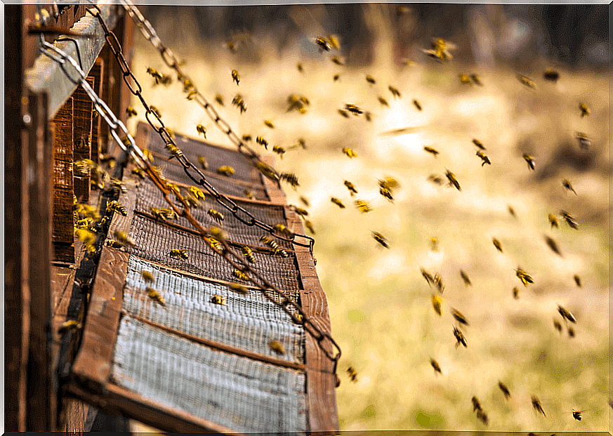 Bees at work