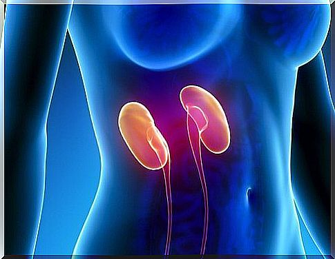 Kidney areas affected by stress