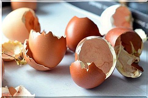 egg shells