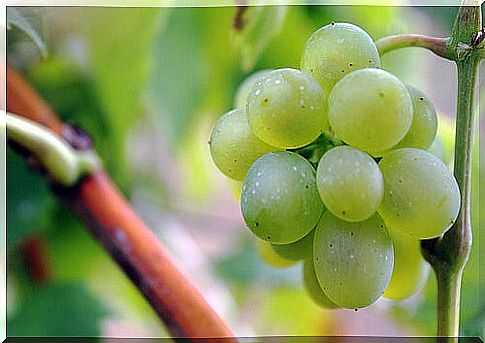 White grapes