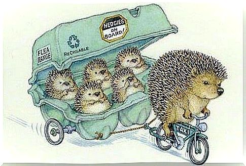 Hedgehog family