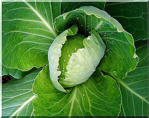 savoy cabbage