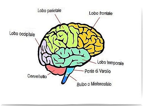 What are the areas of the brain and what are their functions?